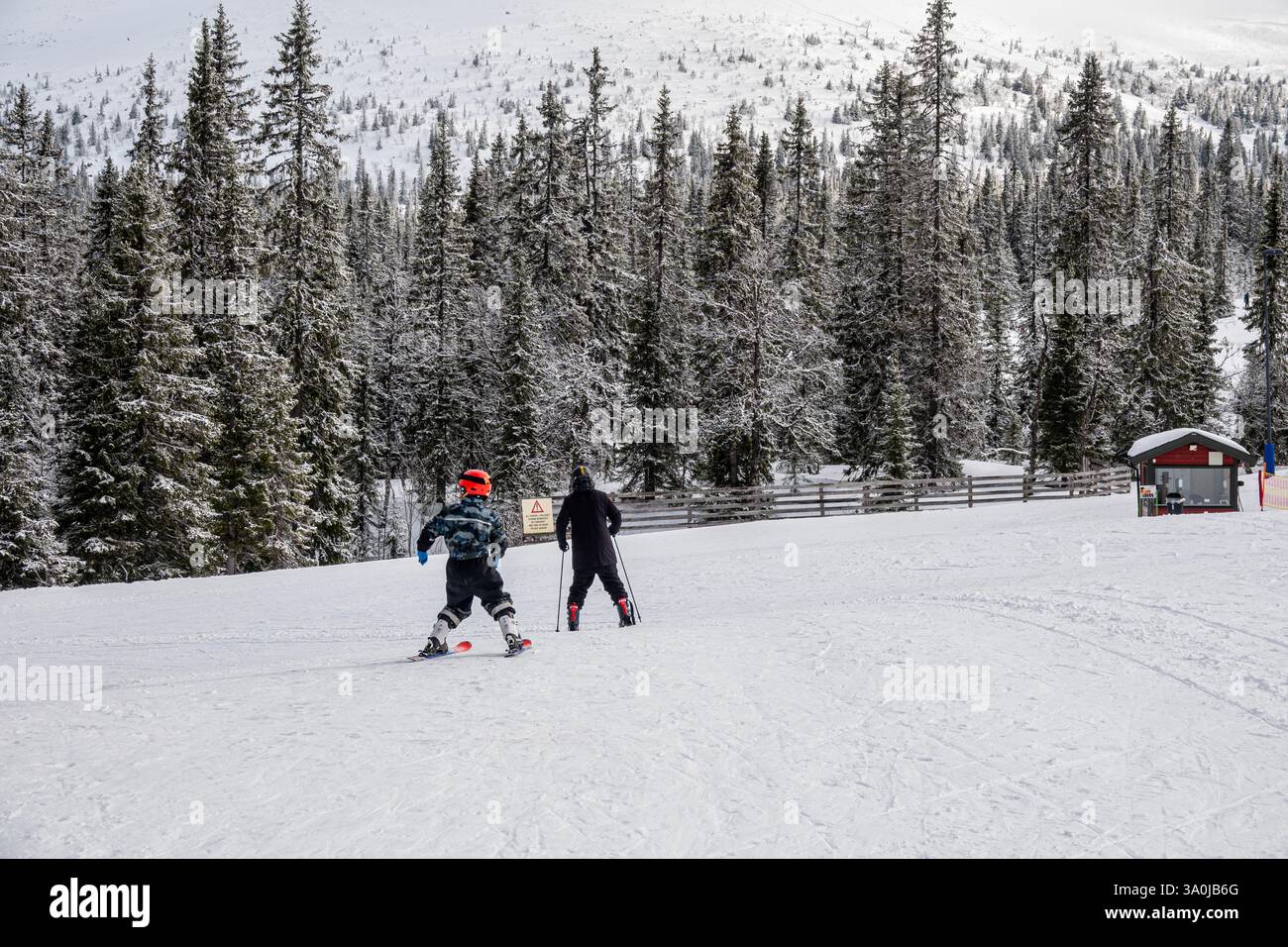 Zwei Skifahrer, ein Kind und ein Erwachsener in einer verschneiten Landschaft mit Kiefern. Trysil, Norwegen - 27. Februar 2025. Stockfoto