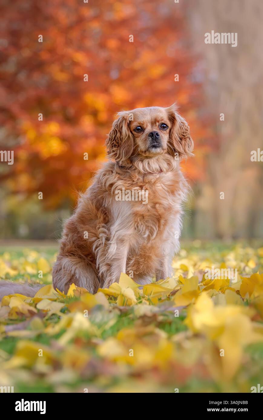 Cavalier King Charles Spaniel Mischhund, rubinfarben, posiert im Herbst auf einer Wiese, bedeckt mit gefallenen gelben Blättern und bunten Bäumen Stockfoto