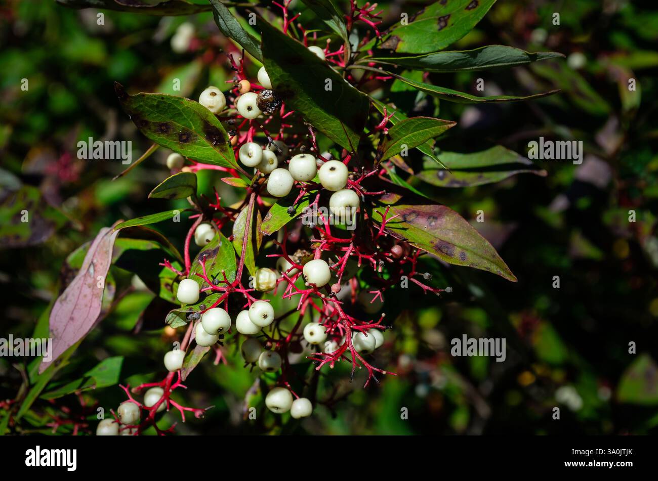 Nahaufnahme der weißen Beeren der Giftsumakpflanze im Herbst mit einem unscharfen Bckground Stockfoto