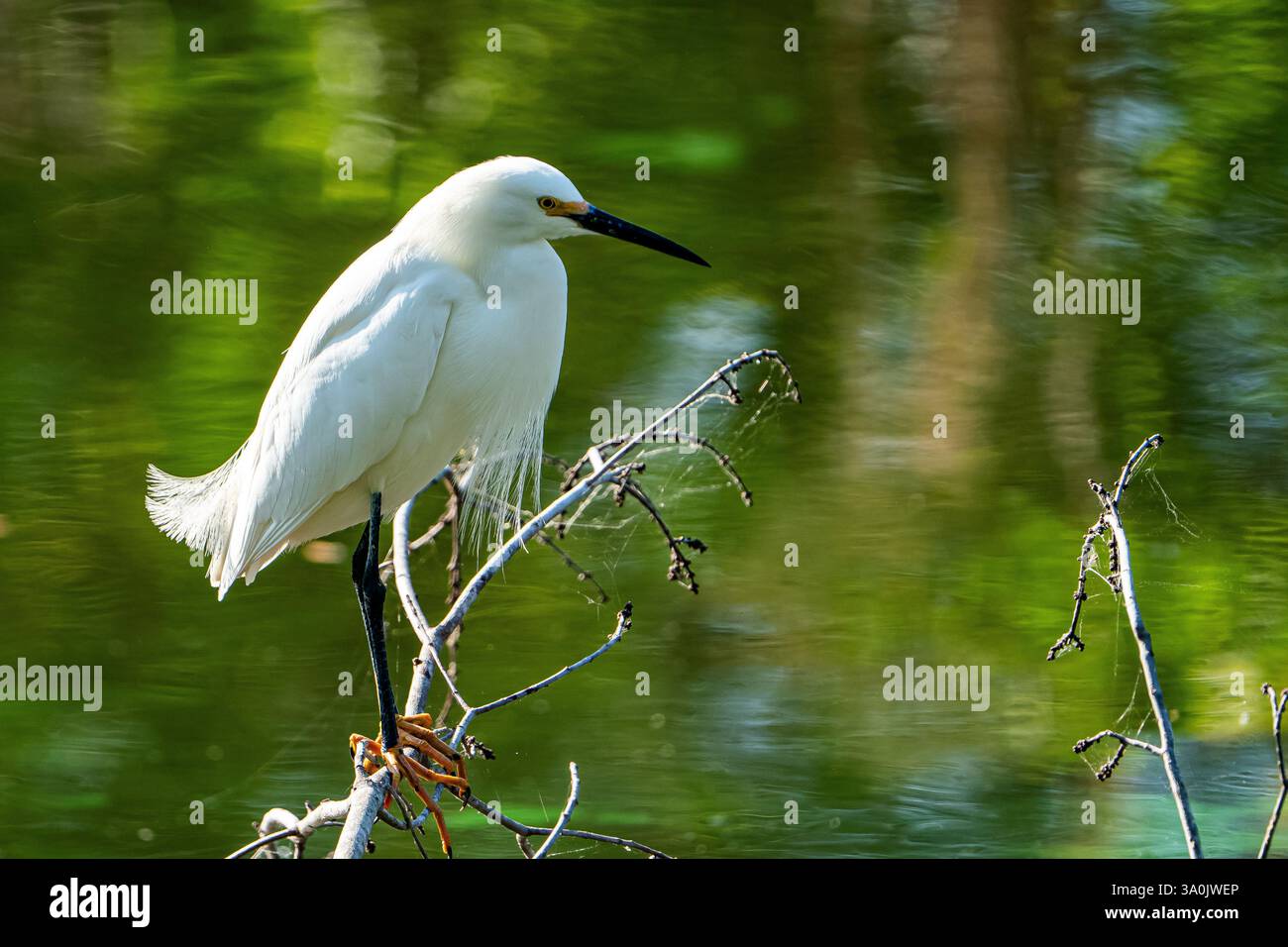 Schneebedeckter Egret, der auf einem Ast über dem Wasser thront. Stockfoto