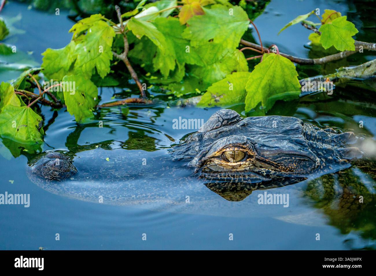 Amerikanischer Alligator Kopf über Wasser. Stockfoto