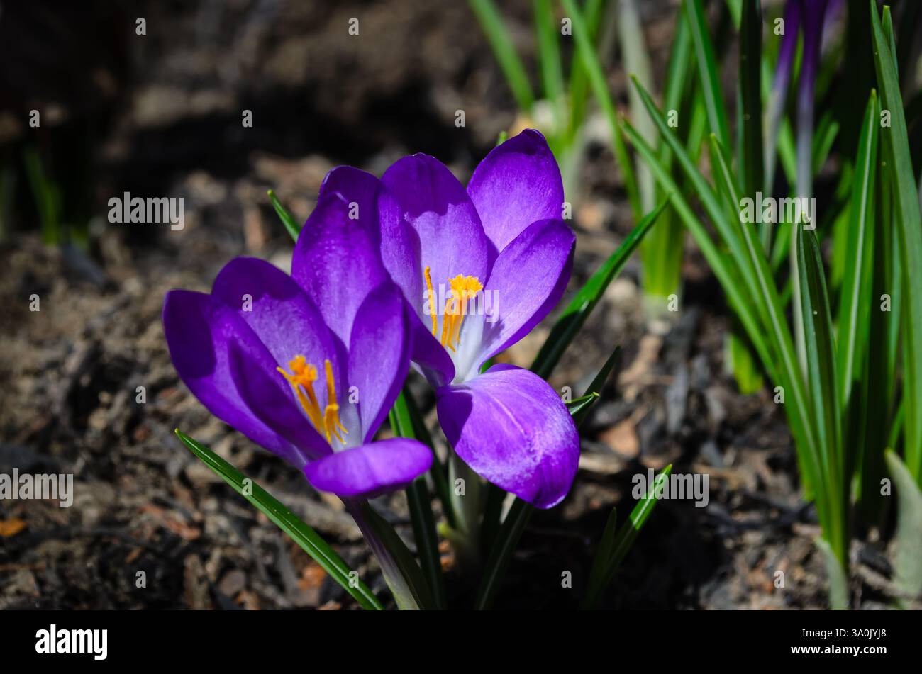 Nahaufnahme von zwei Purple Crocus Blumen in einem Garten Stockfoto