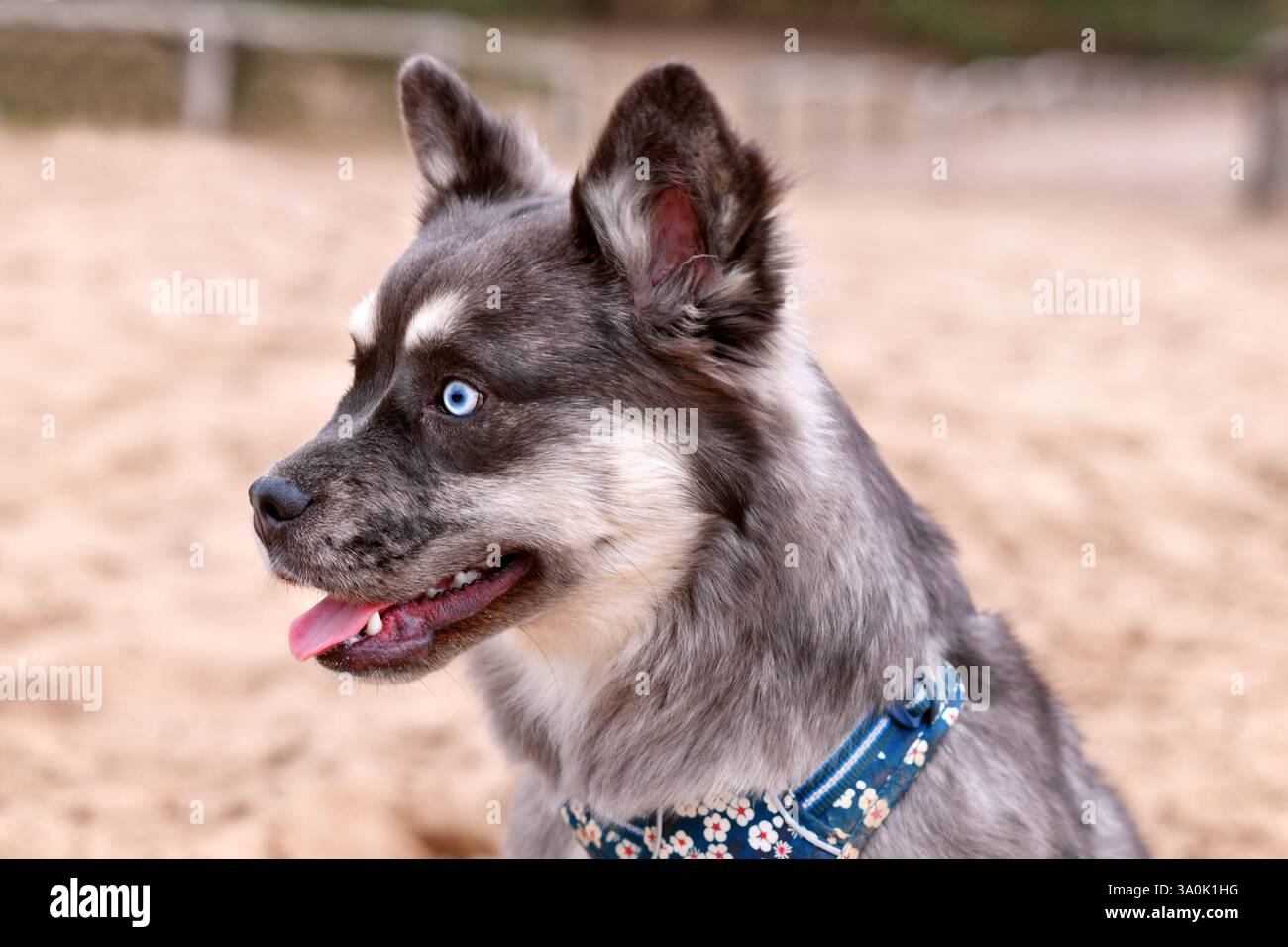 Porträt der süßen französischen Bulldogge x Sibirischer Husky-Hundespiele Stockfoto