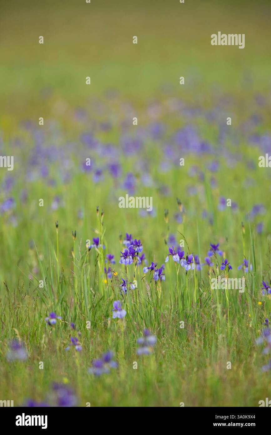 Violett-Wiese der sibirischen Iris oder sibirischen Flagge (Iris sibirica) Stockfoto