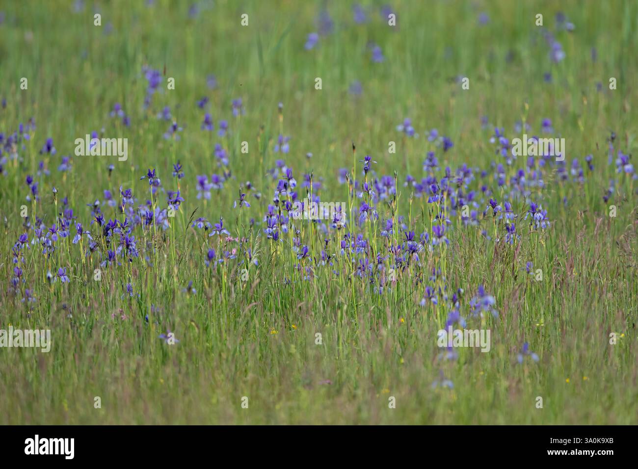 Violett-Wiese der sibirischen Iris oder sibirischen Flagge (Iris sibirica) Stockfoto