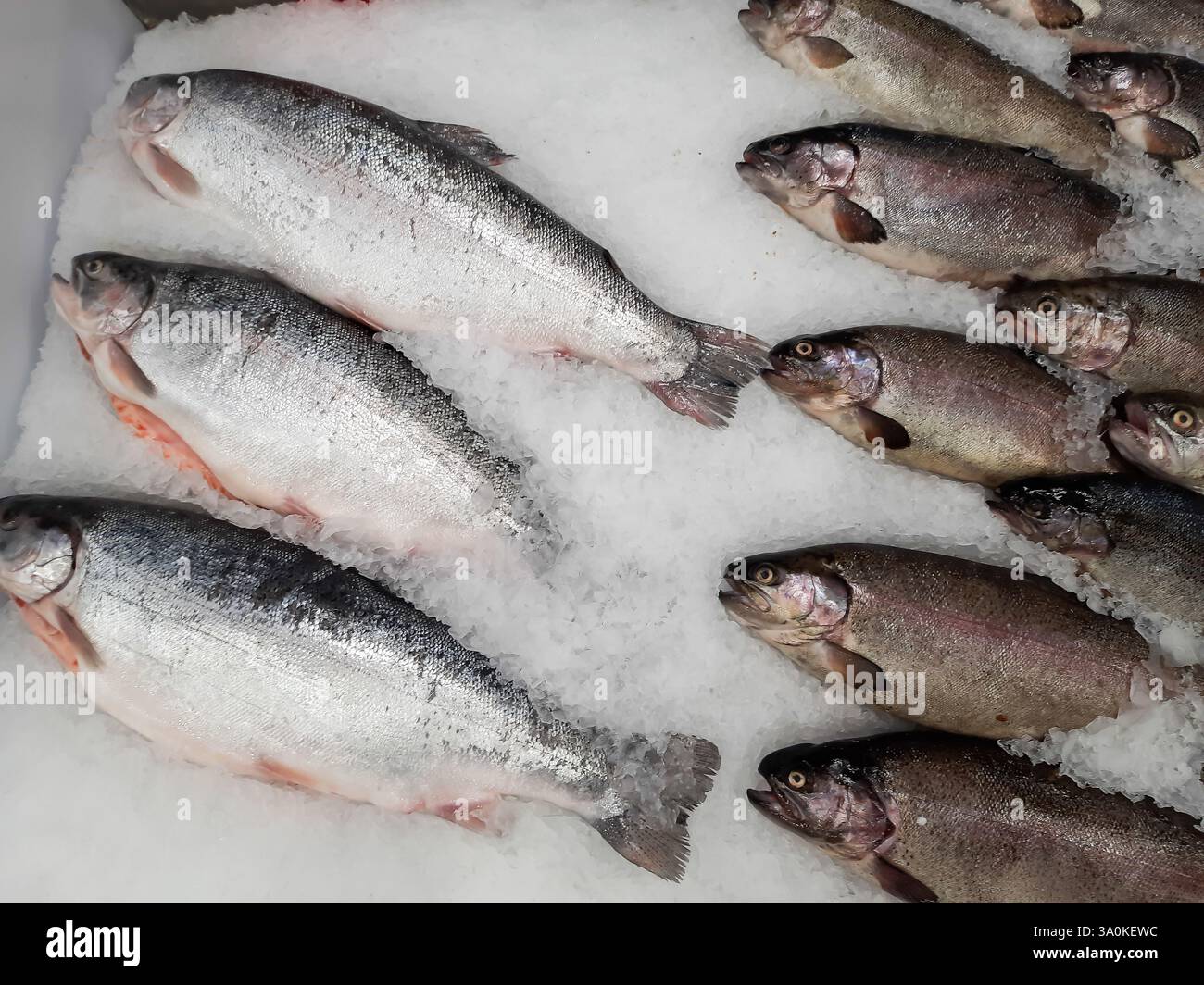 Forellenfische auf Eis in der oberen Ansicht des Stores Stockfoto
