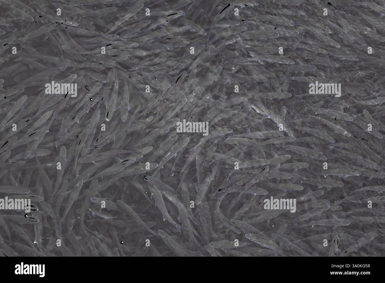 Viele Fische schwimmen im frischen klaren Wasser im Hafen von Nessebar, Burgas, Bulgarien Stockfoto