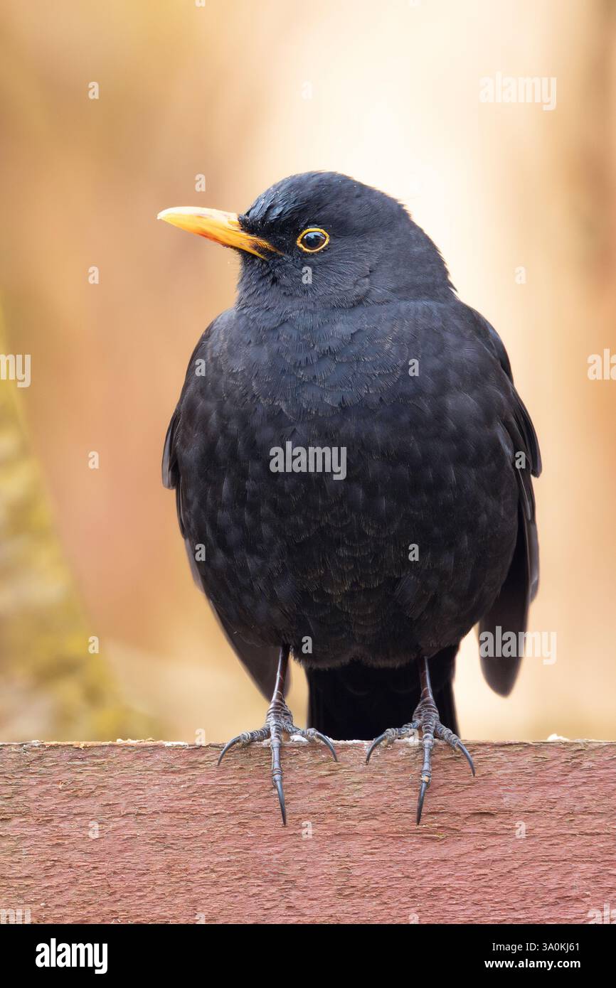 Männliche Amsel in wunderschönem Licht (Turdus merula) Stockfoto