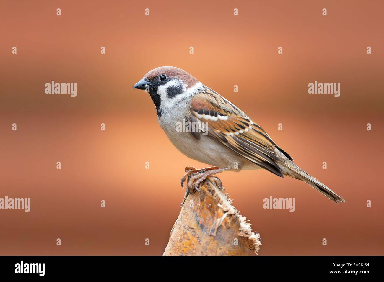Männlicher Baumsperling in wunderschönem Licht, Vogel auf einem Baumstamm (Passer montanus) Stockfoto