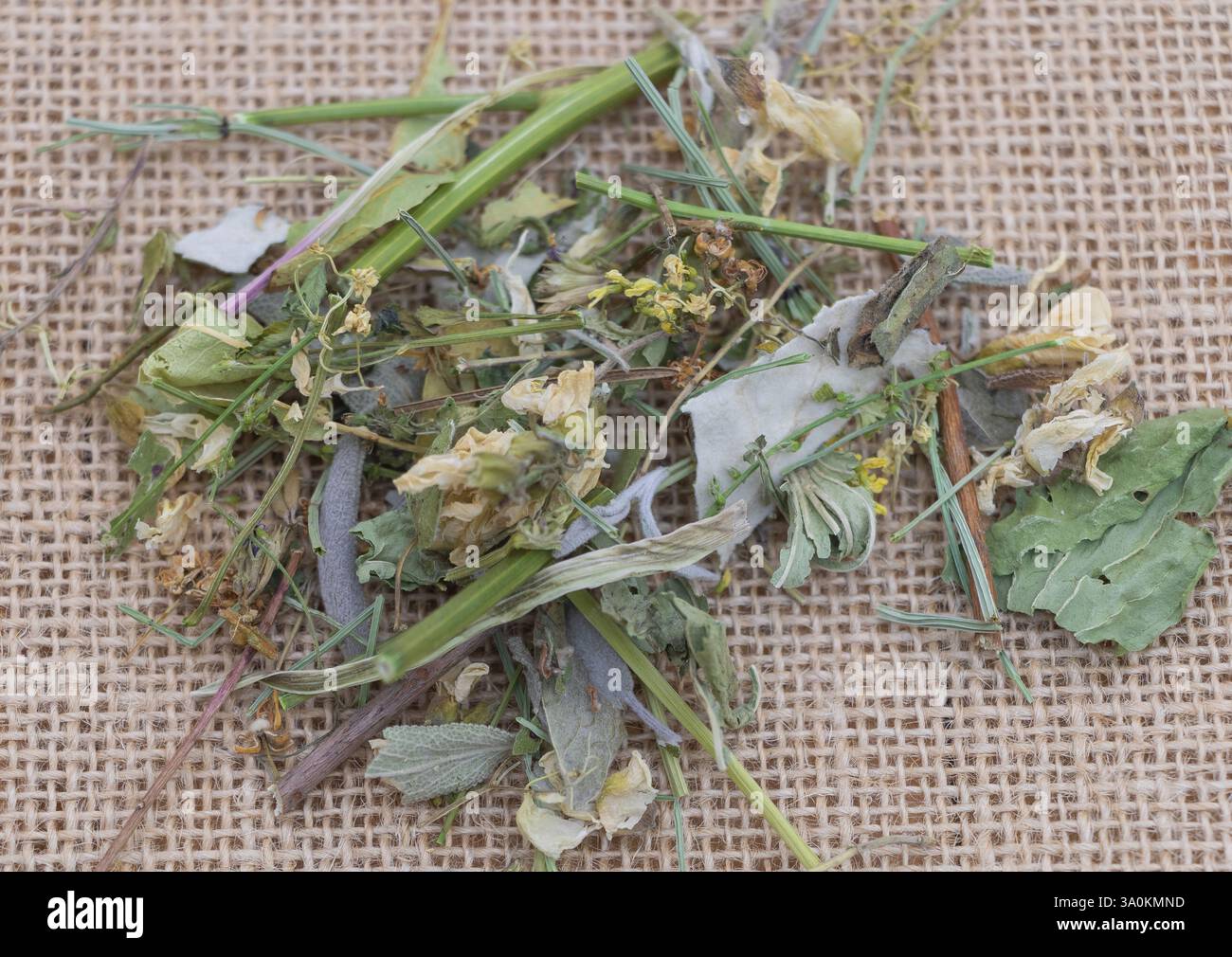 Eine Nahaufnahme von getrocknetem Pflanzenmaterial, das in der Kräutermedizin verwendet wird, einschließlich grüner Blätter und gelber Blüten auf Sackleinen-Stoff. Stockfoto