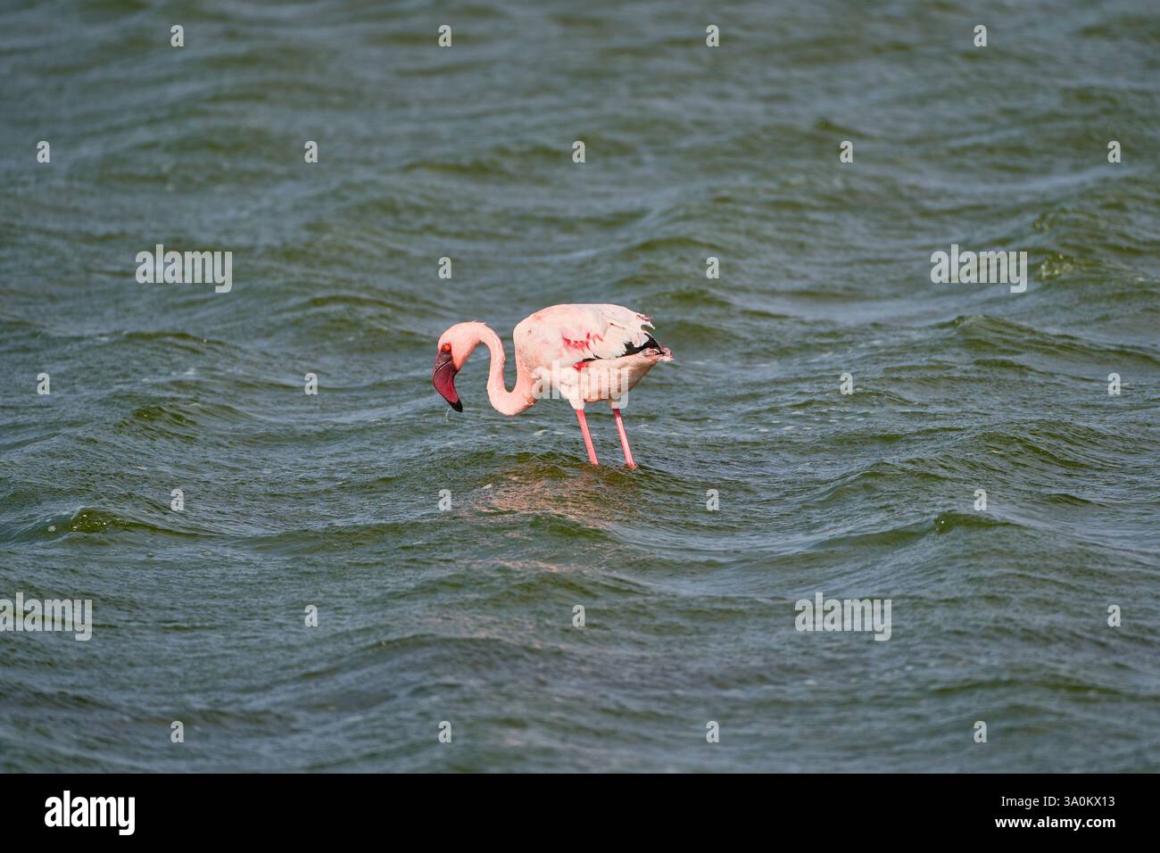 Ein einsamer rosa Flamingo steht anmutig inmitten der unruhigen grünen Wellen der Küstenlagune von Walvis Bay, Namibia. Stockfoto