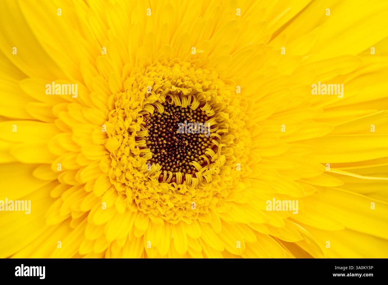 Nahaufnahme von Yellow Gerbera Daisy in Full Bloom Stockfoto
