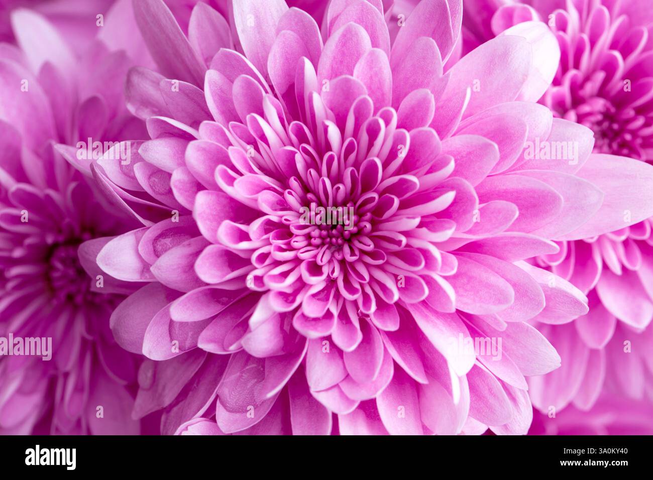 Nahaufnahme der rosa Chrysanthemenblume in voller Blüte Stockfoto