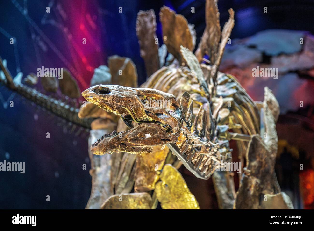 Stegosaurus Fossil Skeleton im Natural History Museum, London Stockfoto