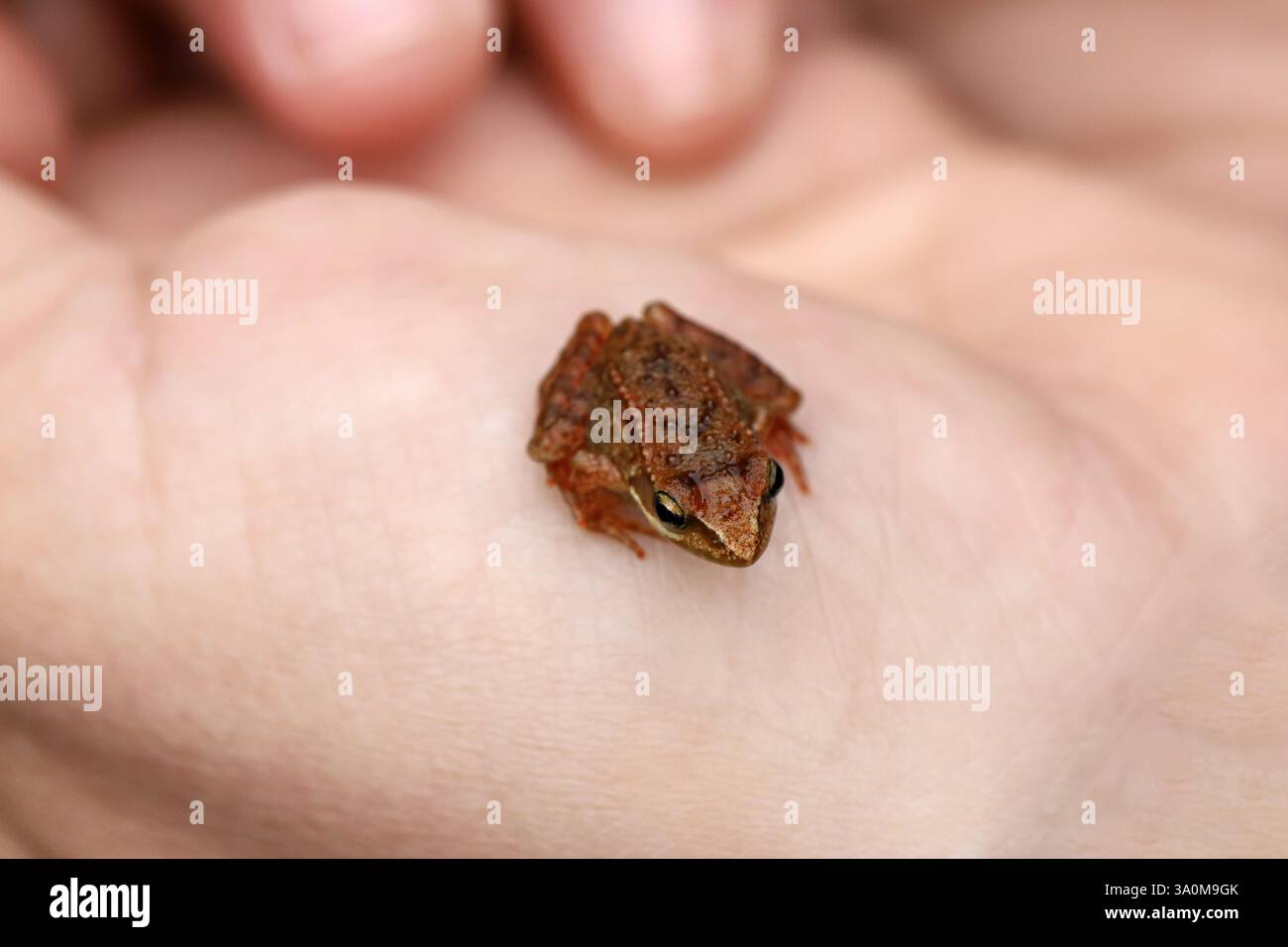 Kleiner brauner Frosch, der auf der menschlichen Hand liegt – Makroaufnahme von oben Stockfoto