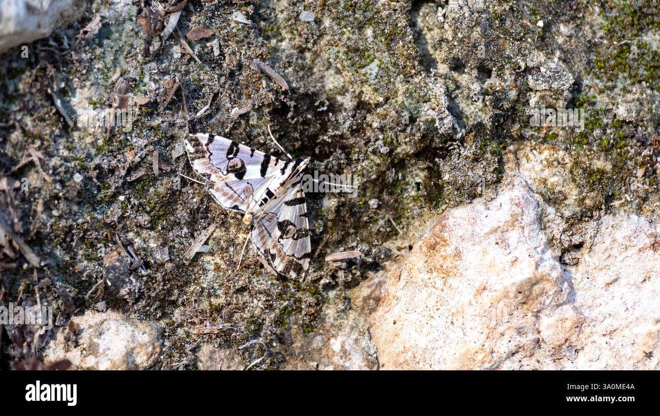 Eine schwarz-weiße Motte auf dem Felsen. Stockfoto