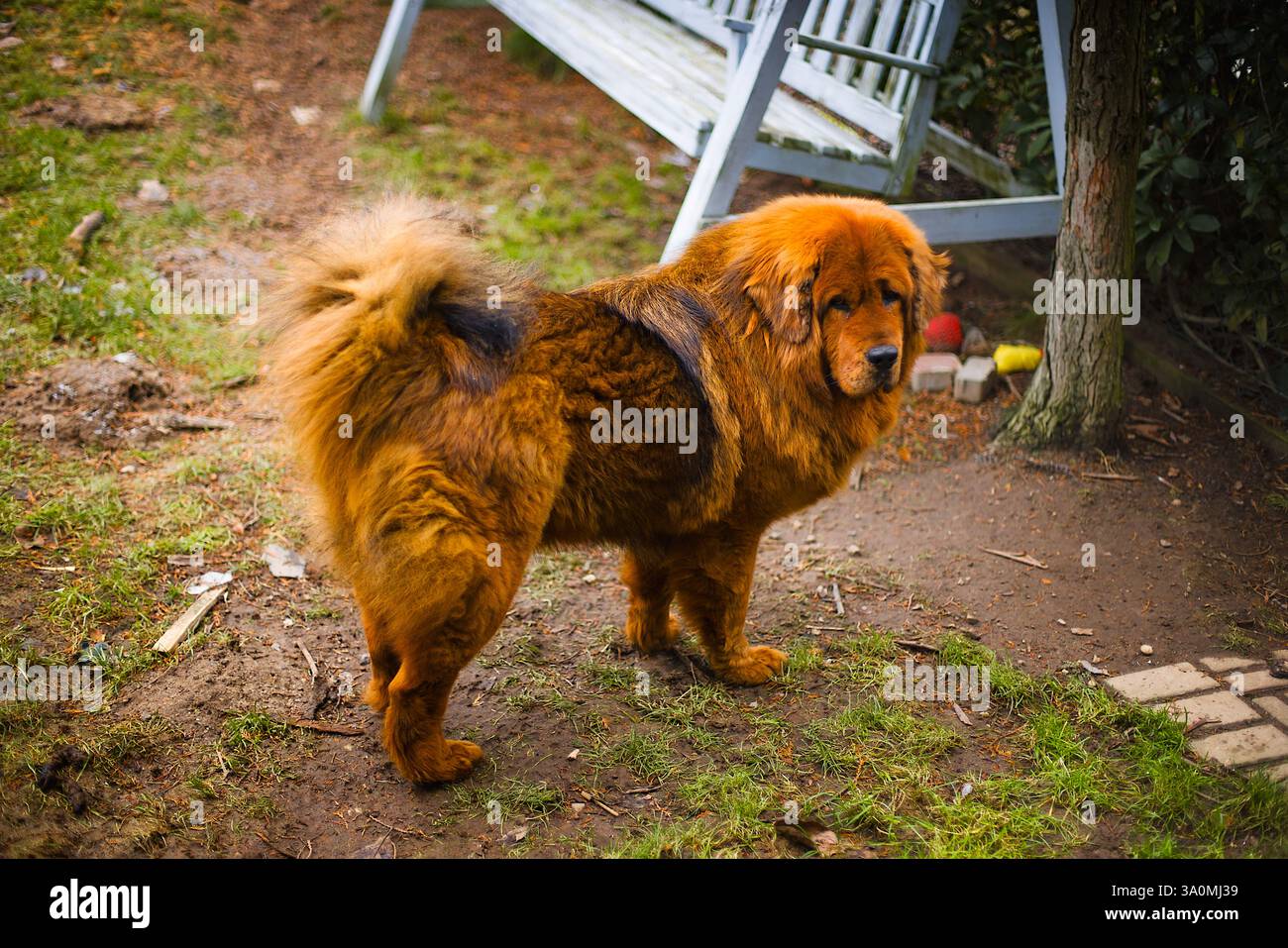 Der tibetische Mastiff in einem tiefroten Fell überblickt einen ruhigen Hinterhof, dessen starke Haltung von einem grünen Rasen mit einem frischen Staub von weißem Schnee eingerahmt wird. Stockfoto