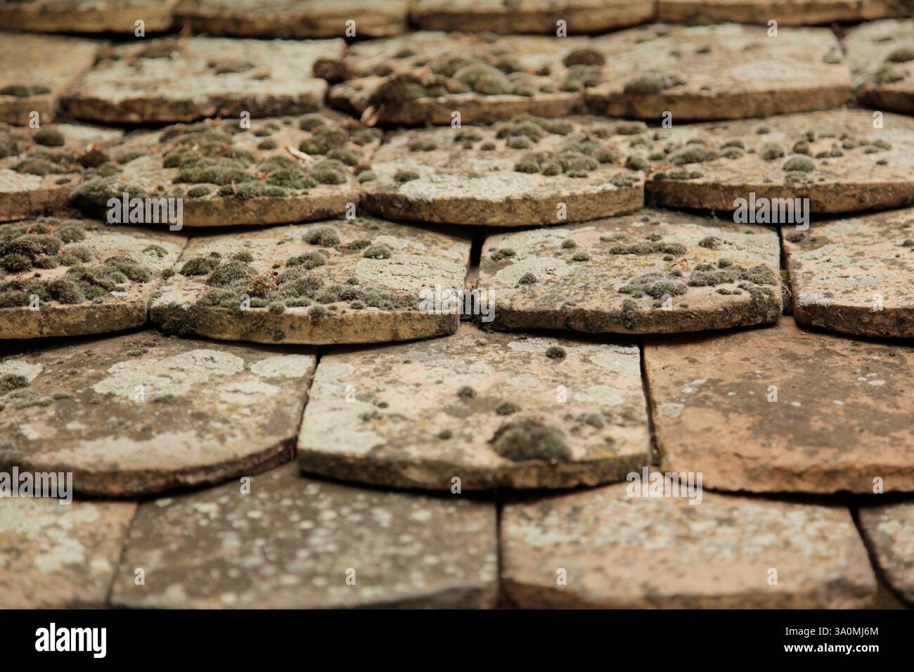 Vintage Dachziegel mit Moos oben Stockfoto
