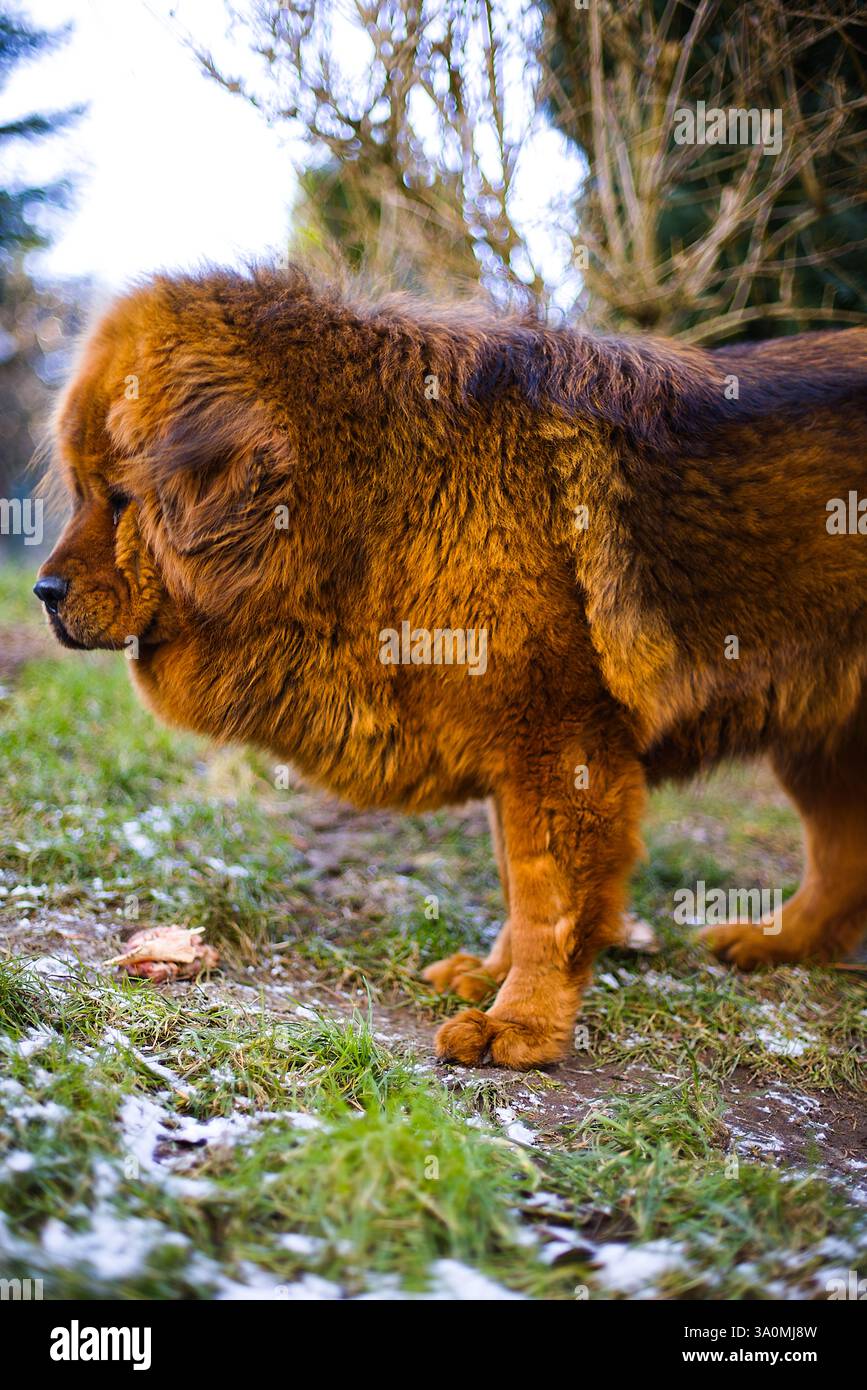 Der tibetische Mastiff in einem tiefroten Fell überblickt einen ruhigen Hinterhof, dessen starke Haltung von einem grünen Rasen mit einem frischen Staub von weißem Schnee eingerahmt wird. Stockfoto