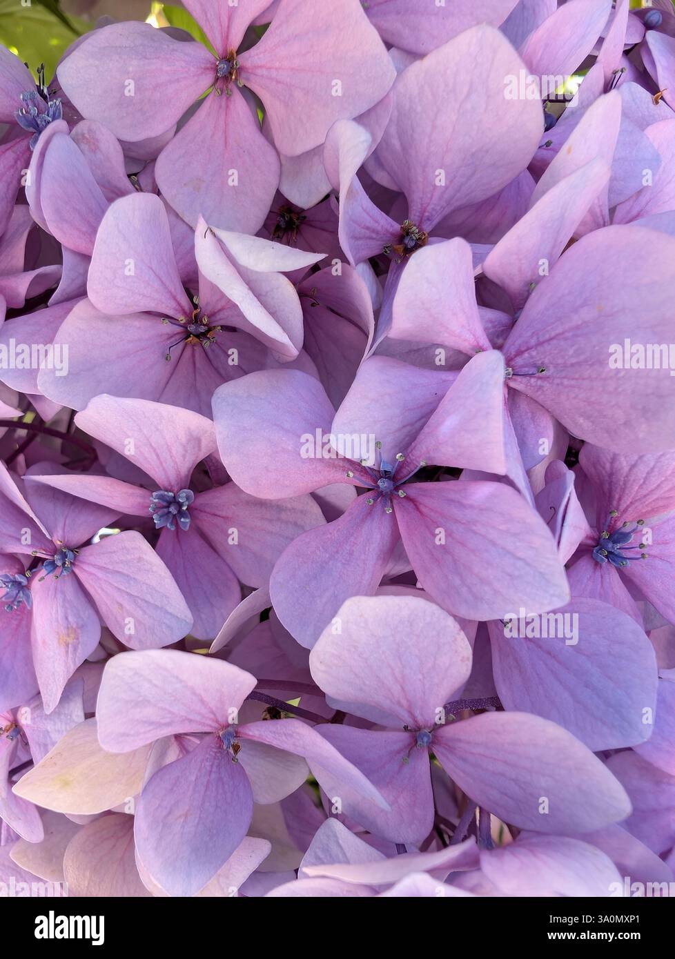 Hydrangea macrophylla Close-up: Weiche Lavendelblätter mit subtiler Textur, winzige blaue Zentren. Natürliches Licht und Blumendetails. Empfindlich Stockfoto