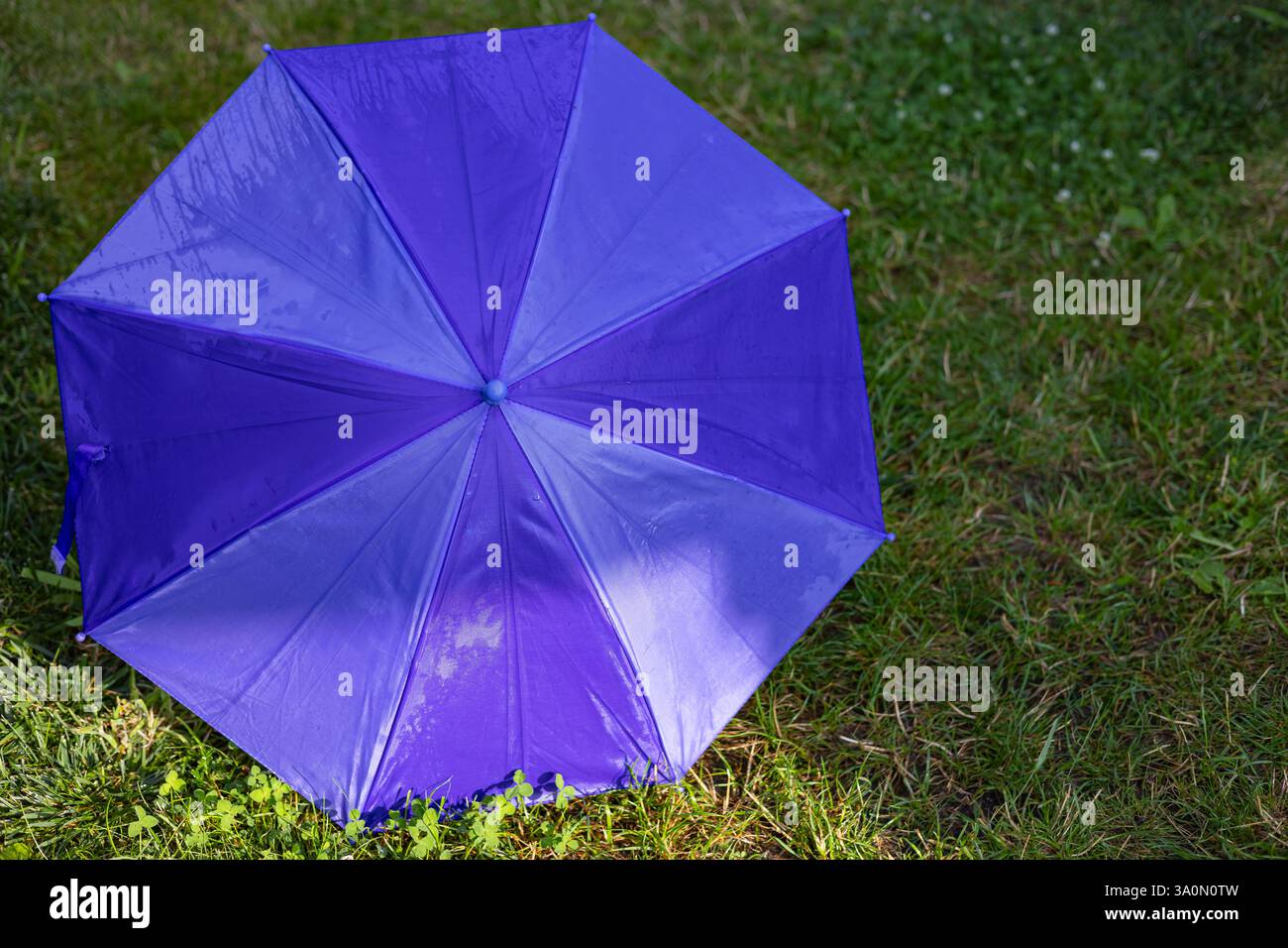 Leuchtend violetter Regenschirm mit Regentropfen auf nassem Stoff, der nach Regen im Sonnenlicht auf üppigem grünem Gras steht. Regnerisches Wetter und Entspannung im Freien Stockfoto