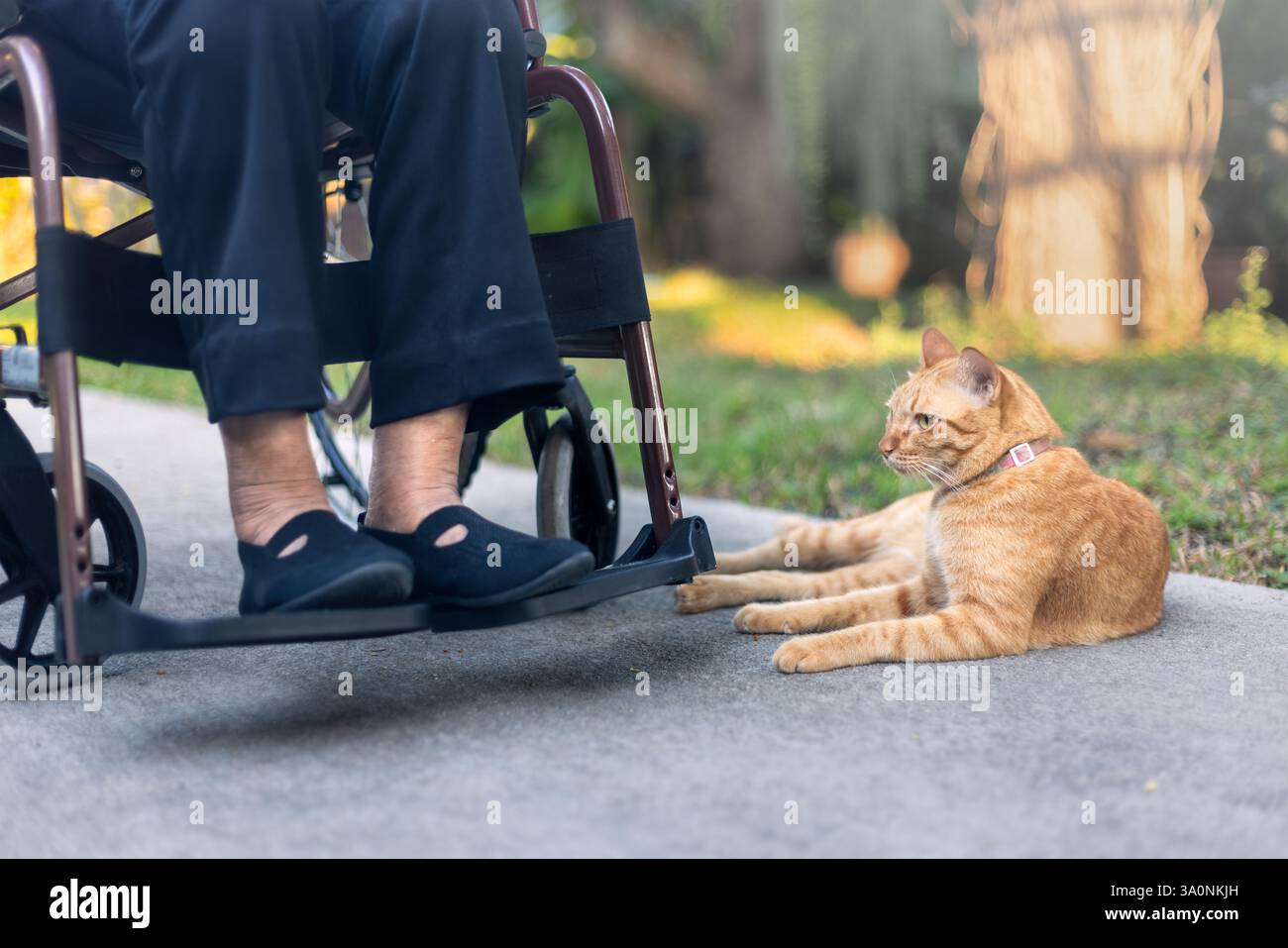 Katzentherapie oder -Therapie Katzen für Demenzpatienten , stimulieren Aktivität und verringern Einsamkeit Stockfoto