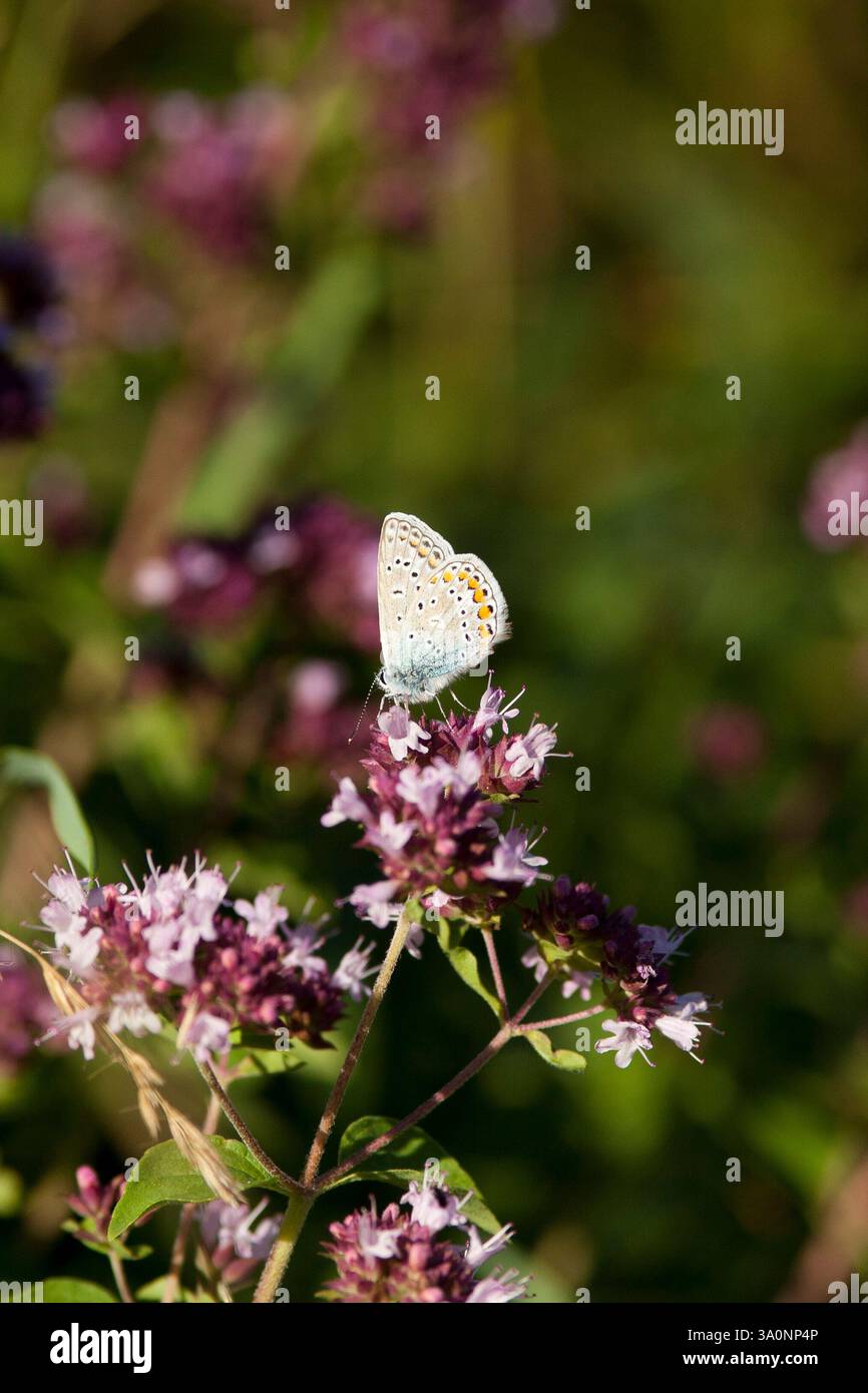 Häufiger Blauer Schmetterling, der an blühendem Oregano füttert Stockfoto