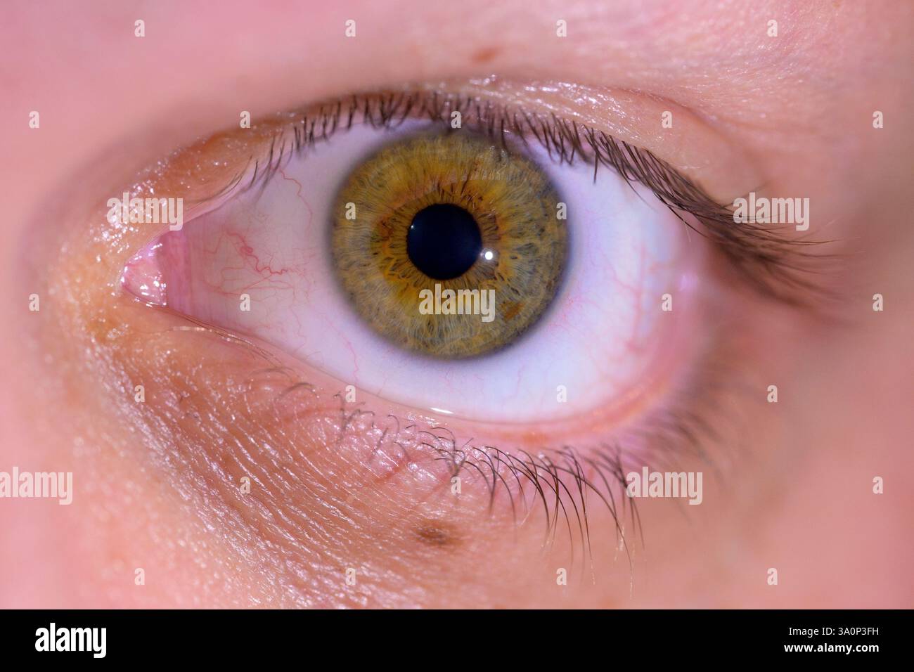 Eine Nahaufnahme eines goldenen, haselnussbraunen Auges, das komplizierte Irismuster und natürliche Texturen zeigt. Stockfoto