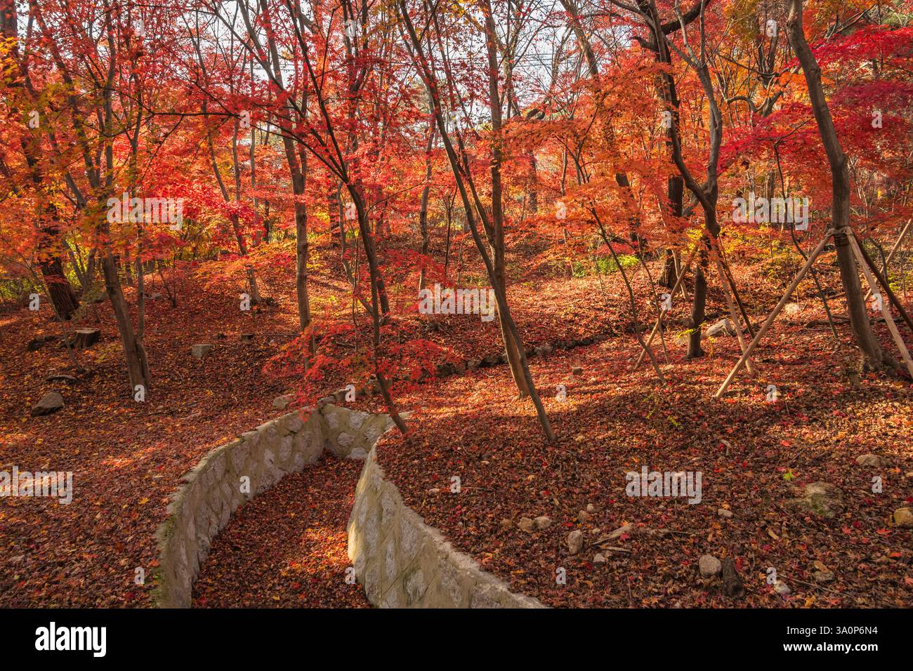 Seoul Südkorea, rotes Ahornblatt im Samcheong Park in der Herbstsaison Stockfoto