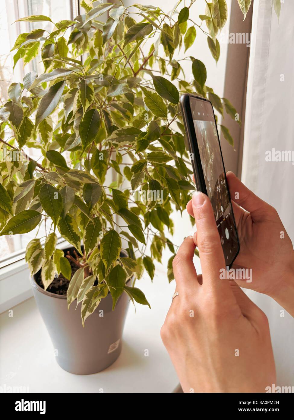 Smartphone mit eingeschalteter Kamera in den Händen der Frau, um Fotos von House Ficus im Topf zu machen. Zimmerpflanzen-Konzept. Stockfoto