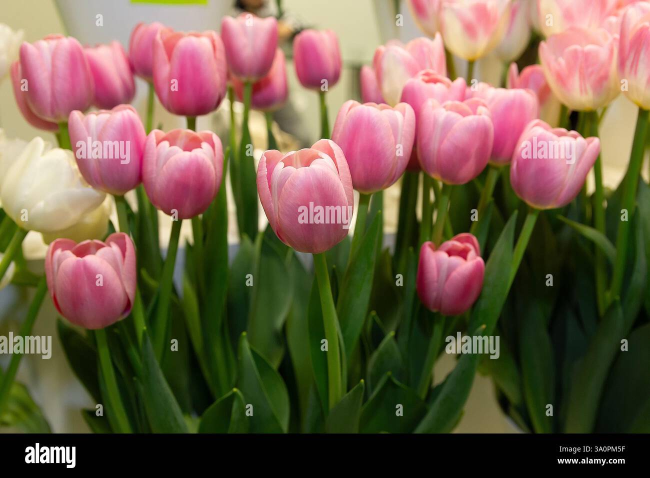 Wunderschöne Tulpen eines Blumengeschäfts. Blumen Stockfoto
