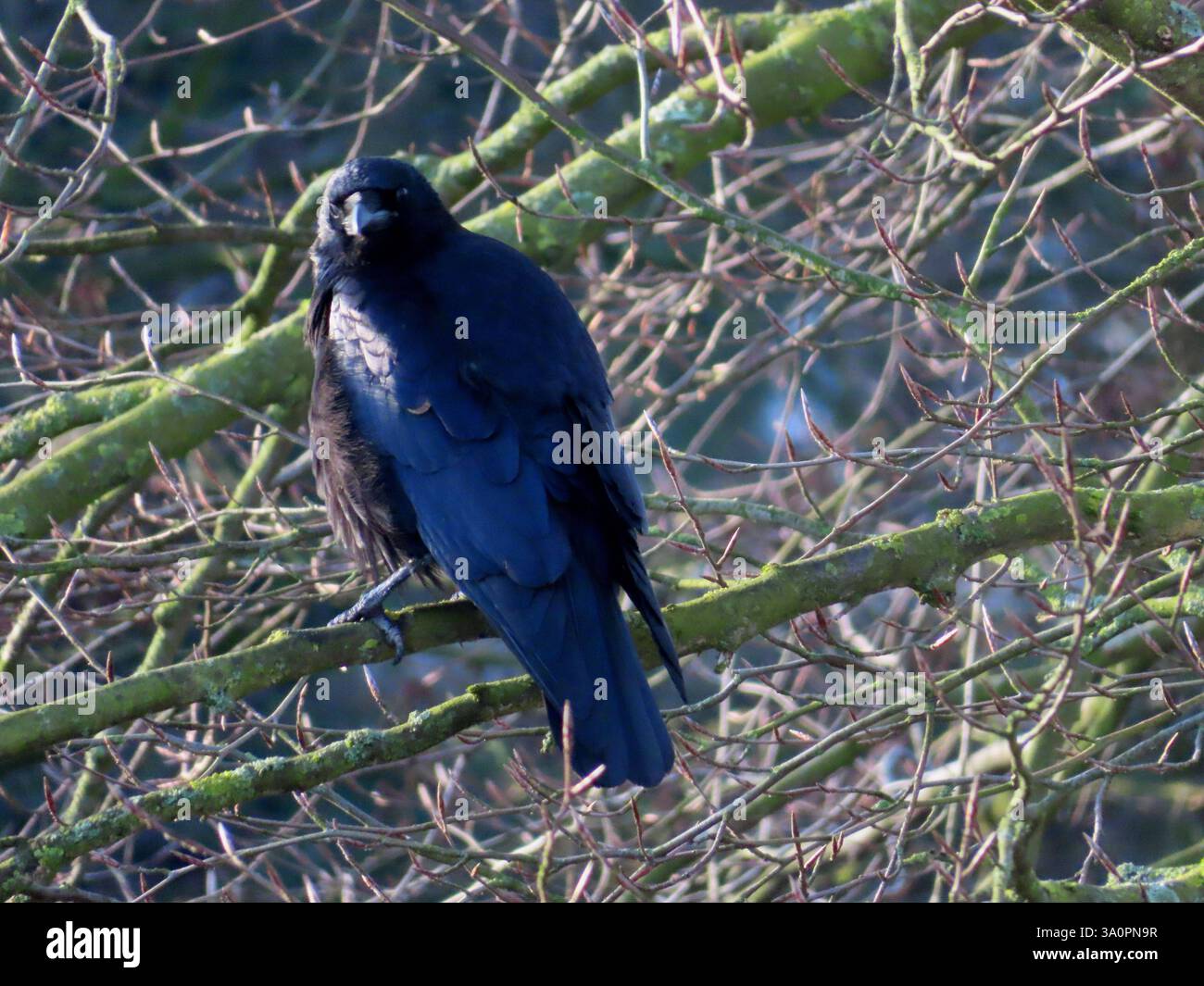 ...Morgenstund aht so einiges im Mund - oder im Blick - wie bei dieser Raben Kraehe... Raben Kraehe im Morgenlicht *** der frühe Vogel hat viel im Mund oder in den Augen, wie diese Rabenkrähe im Morgenlicht Stockfoto