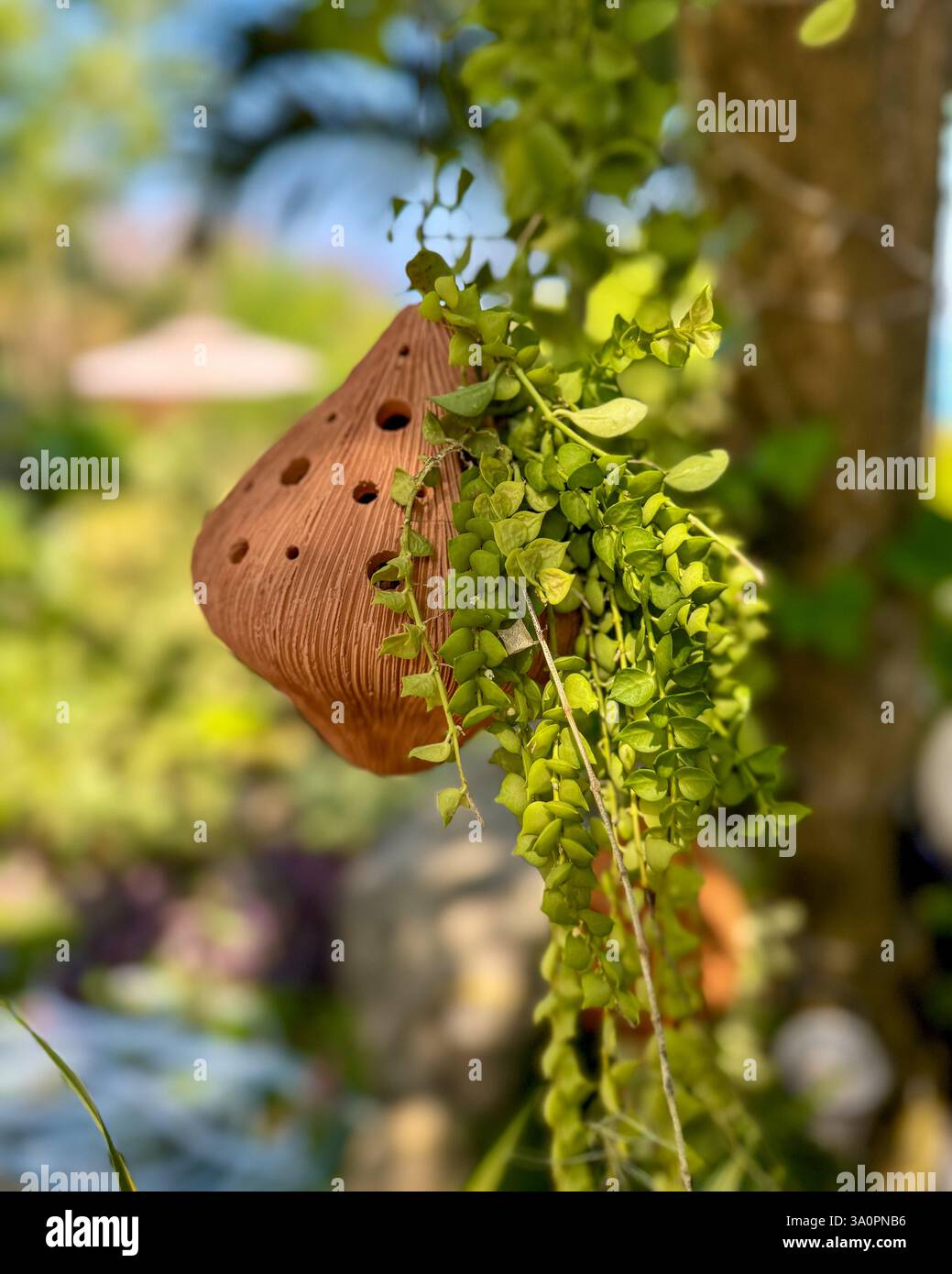 Hängender Tontopf mit kaskadierendem Grün – natürlicher Hintergrund 2 Ein perforierter Tontopf hängt an einem Baum, der mit einer kaskadierenden grünen Pflanze geschmückt ist. Die blu - Smartphone-aufgenommenes Stockfoto