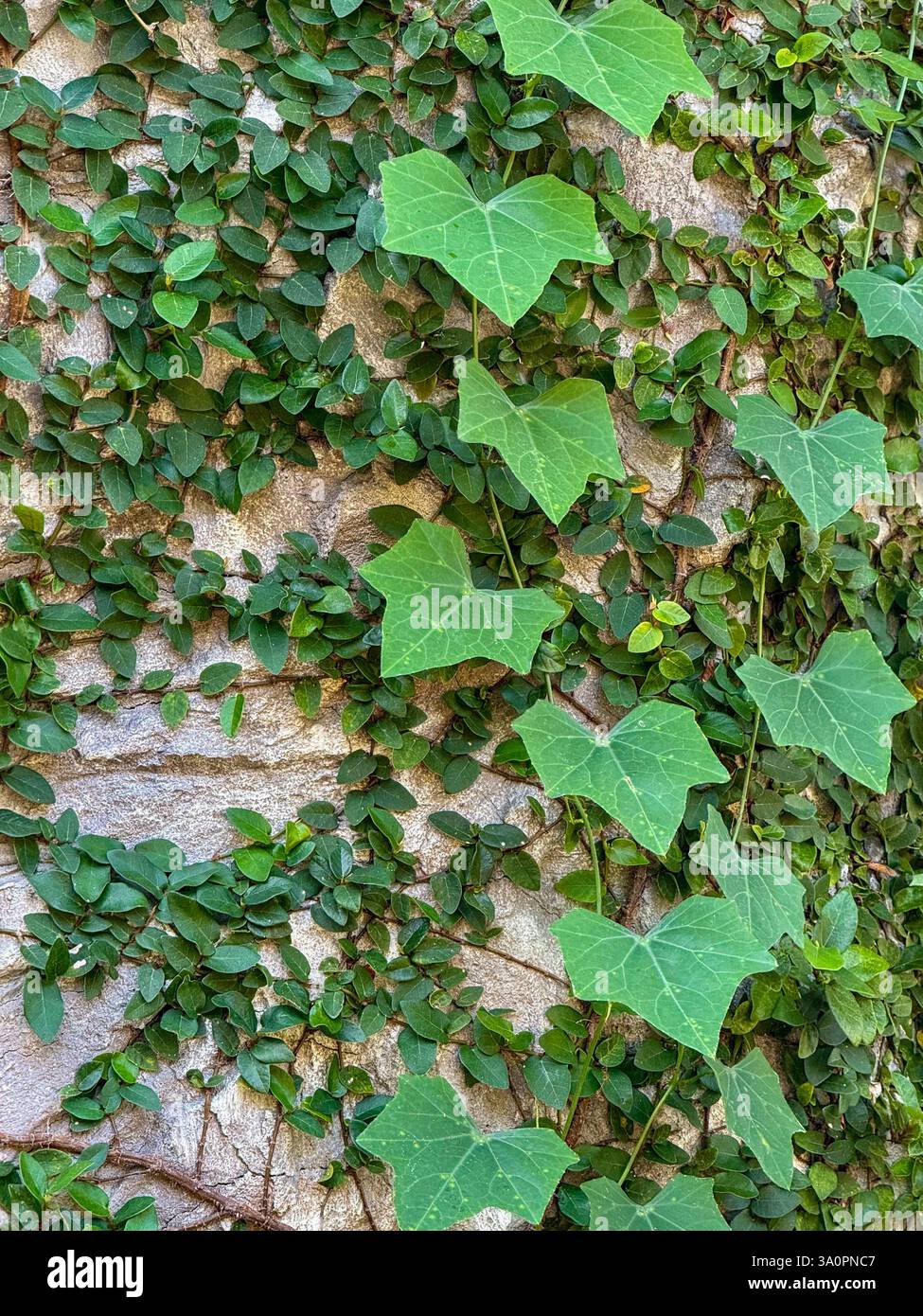 Grüne Kletterreben auf Steinmauer – strukturierter Hintergrund 4 Ein dichtes Muster grüner Kletterreben breitet sich über eine strukturierte Steinmauer aus. Das komplizierte - Smartphone-aufgenommenes Stockfoto