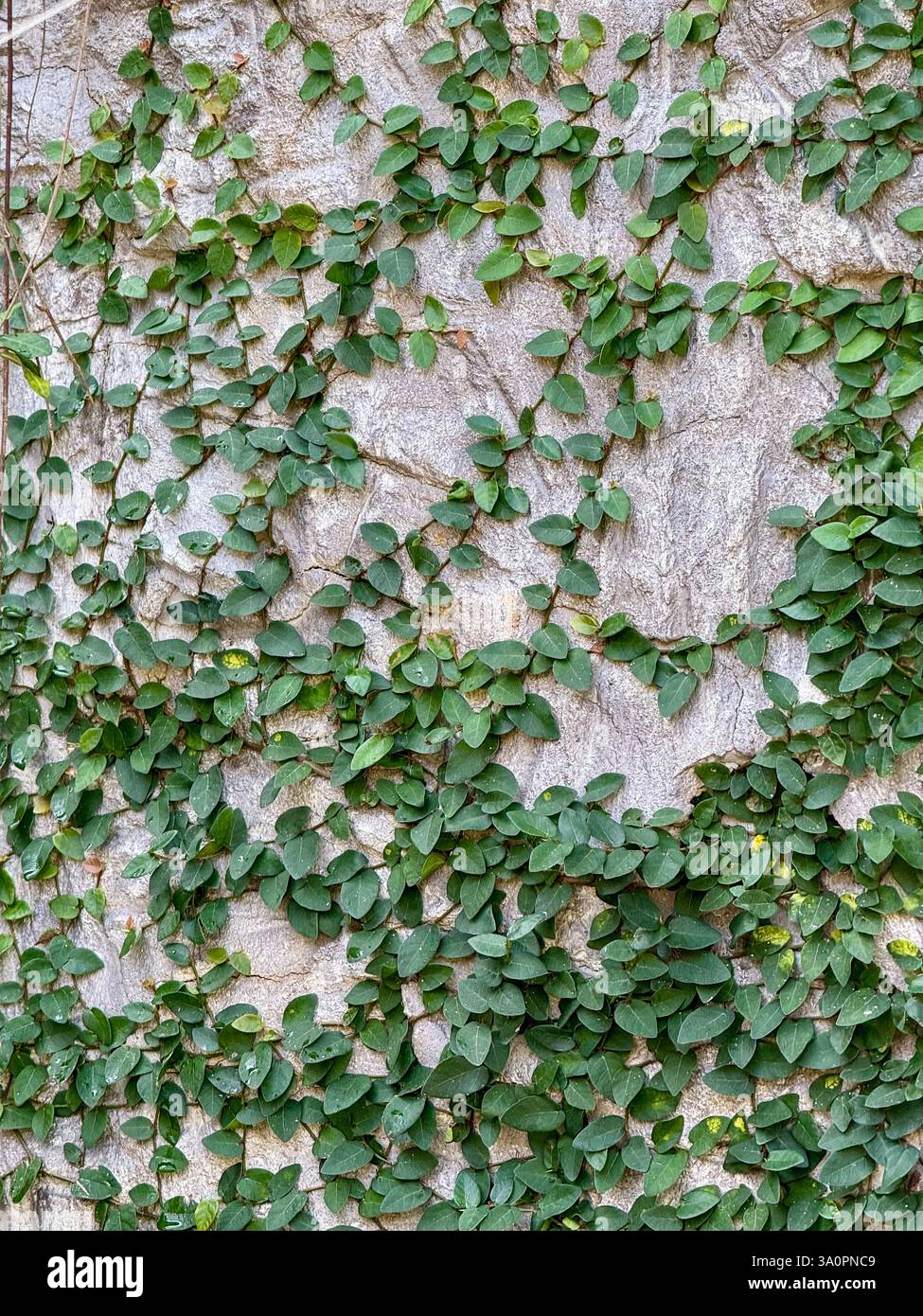 Grüne Kletterreben auf Steinmauer – strukturierter Hintergrund 3 Ein dichtes Muster grüner Kletterreben breitet sich über eine strukturierte Steinmauer aus. Das komplizierte - Smartphone-aufgenommenes Stockfoto