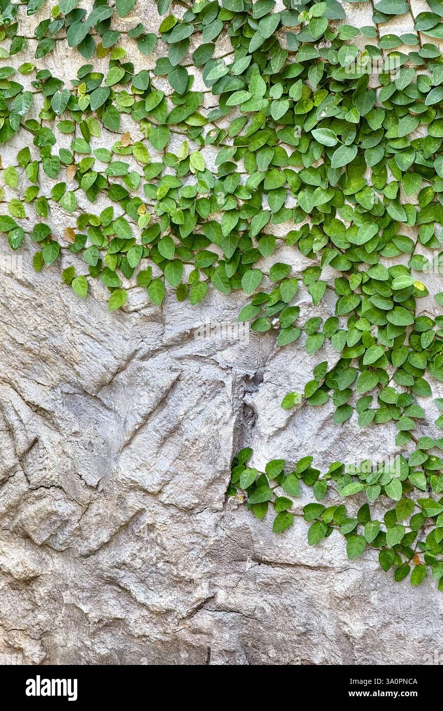 Grüne Kletterreben auf Steinmauer – strukturierter Hintergrund 2 Ein dichtes Muster grüner Kletterreben breitet sich über eine strukturierte Steinmauer aus. Das komplizierte - Smartphone-aufgenommenes Stockfoto