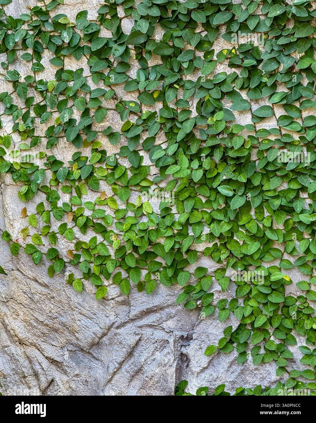 Grüne Kletterreben auf Steinmauer – strukturierter Hintergrund Ein dichtes Muster grüner Kletterreben breitet sich über eine strukturierte Steinmauer aus. Das komplizierte d - Smartphone-aufgenommenes Stockfoto