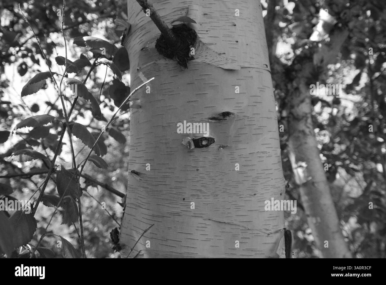 Schwarz-weiß-Bild einer Birke am sonnigen Tag Stockfoto