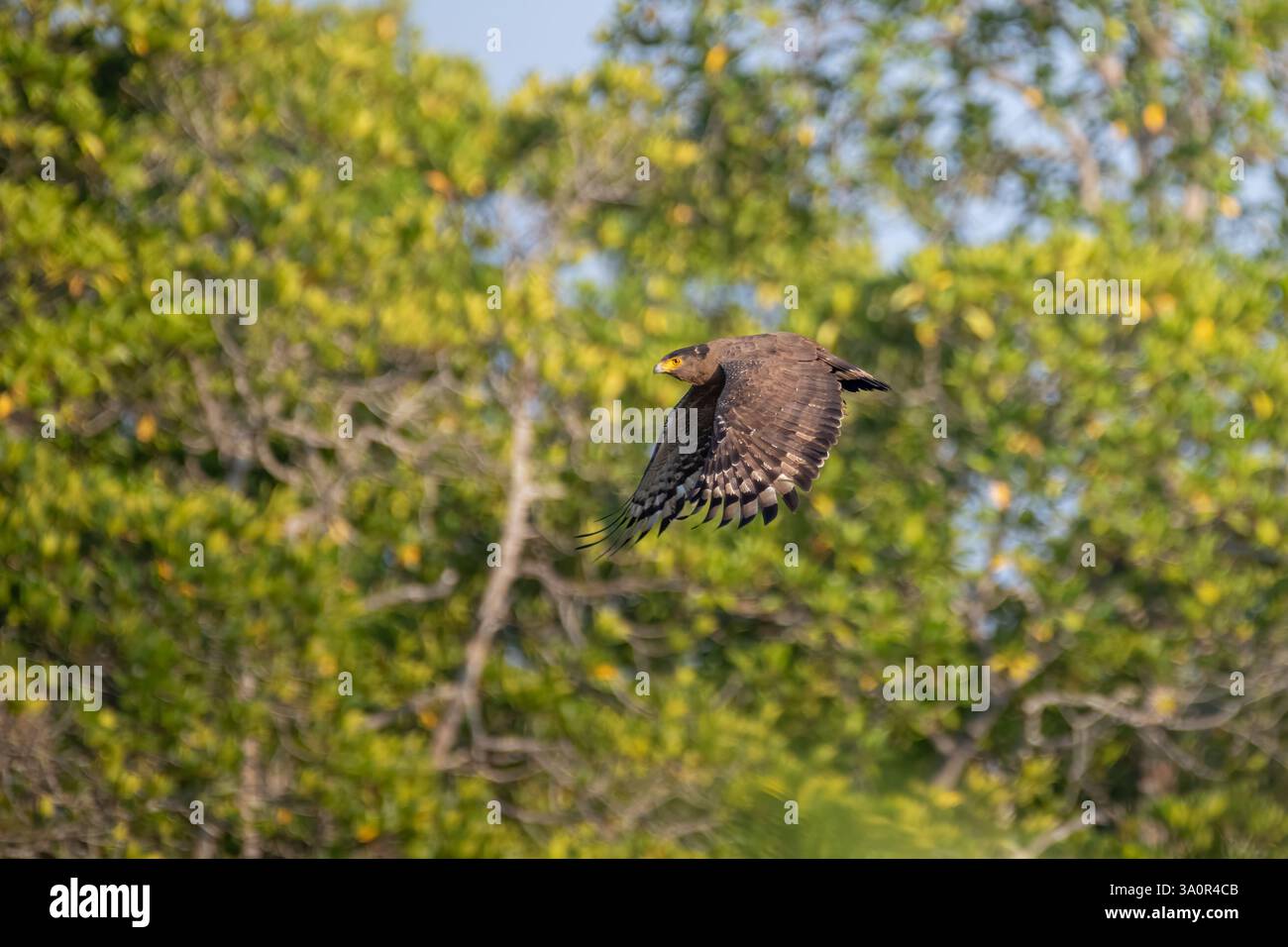 Nahaufnahme eines majestätischen Schlangenadlers (Spilornis cheela), eines mittelgroßen Raubvogels, der nach dem Abflug von einem Barsch in den Himmel steigt Stockfoto