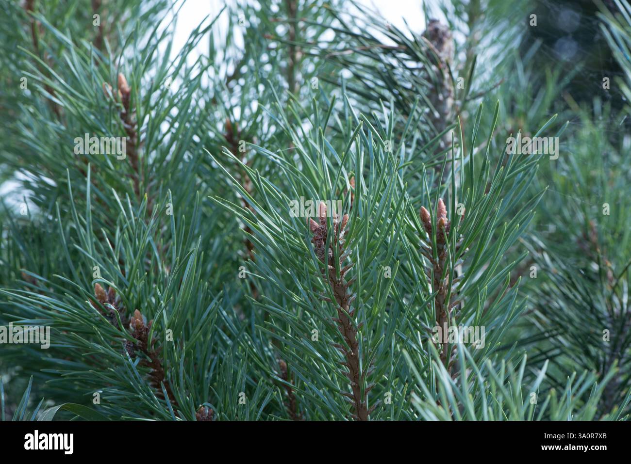 Auf dem Foto sind Kiefernzweige mit grünen Nadeln und junge Triebe zu sehen. Die Zweige sind dicht mit langen Nadeln und kleinen braunen Knospen bedeckt Stockfoto