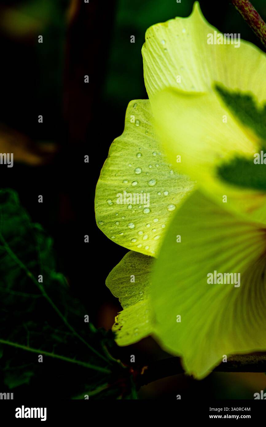 Gelbe Blume mit Tautropfen – Makronaturfotografie mit weichem Licht Stockfoto