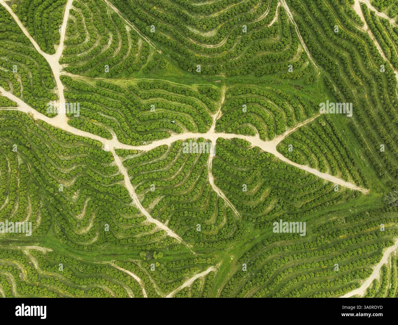 Bebaute Orangenbäume (Citrus sinensis) und landwirtschaftliches Straßennetz. Luftaufnahme. Drohnenaufnahme. Provinz Huelva, Andalusien, Spanien, Europa Stockfoto