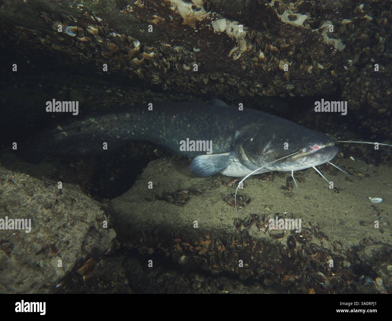 Ein Wels (Silurus glanis), Waller liegt geschützt zwischen Steinen und Muscheln im Wasser, Tauchplatz Zollbrücke, Rheinau, Kanton Zürich, Rhein, hoch R Stockfoto