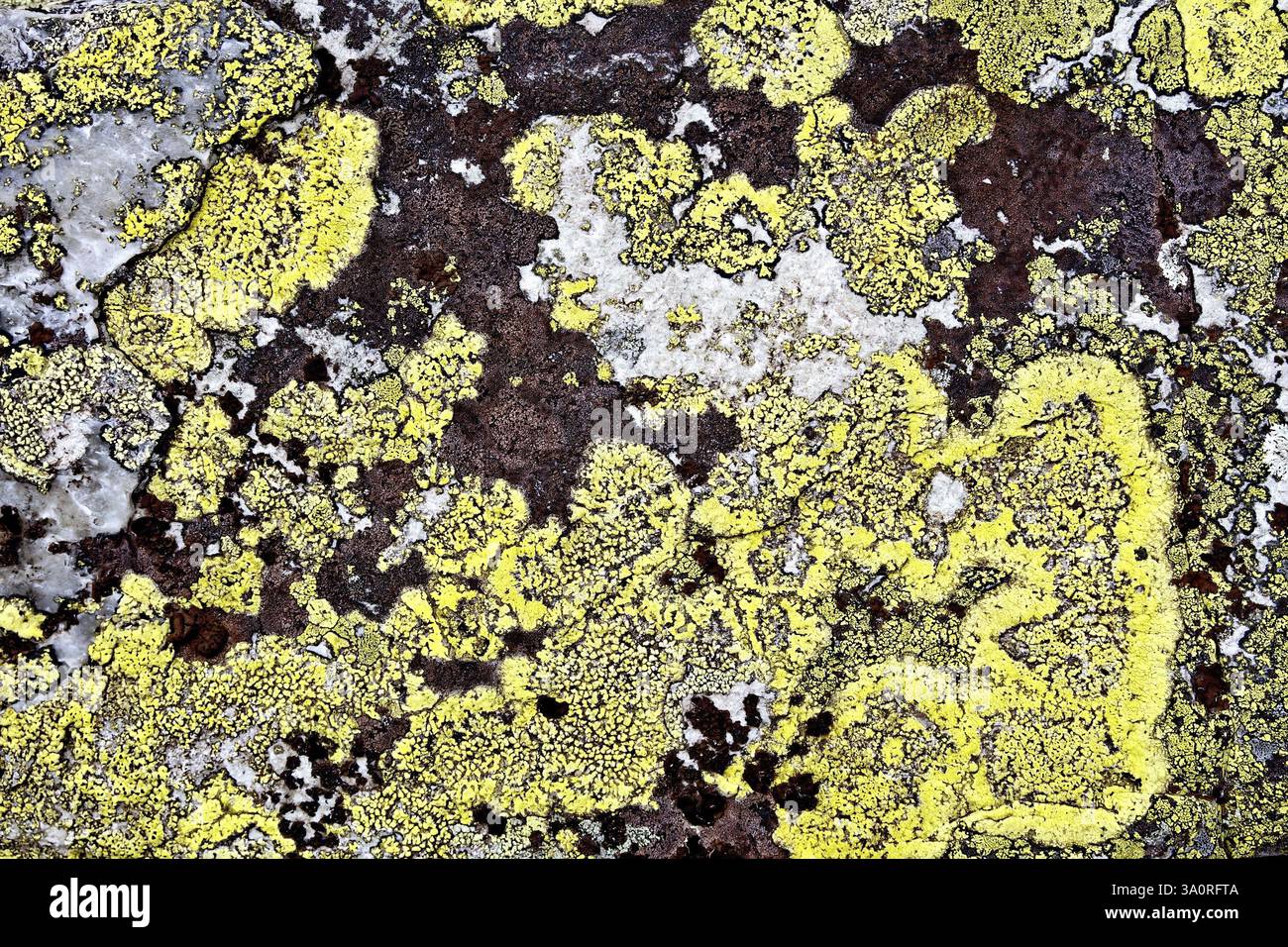 Textur von gelber und brauner Schimmelform auf Stein Stockfoto