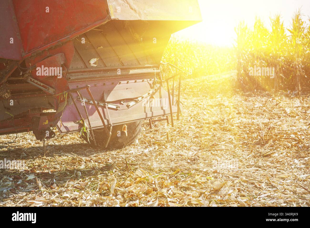 Mähdrescher auf Maisfeld, Rückansicht Stockfoto
