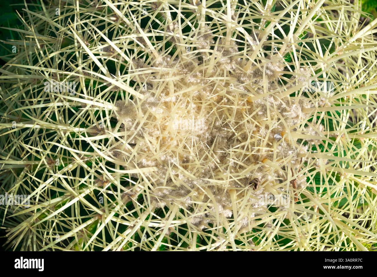 Nahaufnahme eines goldenen Fasses, kugelförmiger Kakteen mit scharfen Stacheln Stockfoto