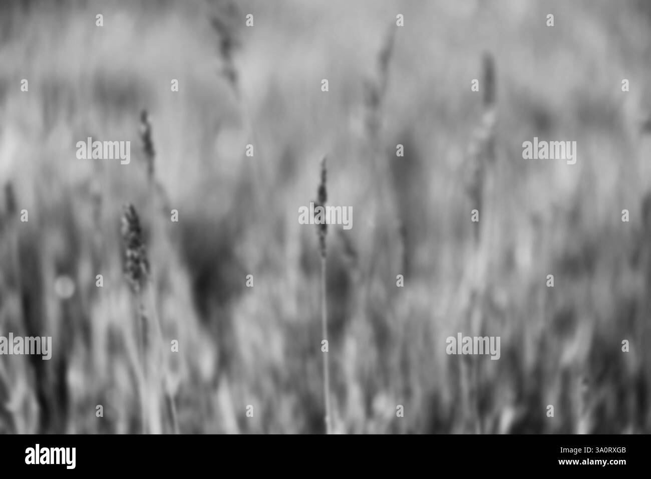 Schwarzweißbild Hintergrund von Gras und Tau an einem Sommertag, Naturhintergrund Stockfoto