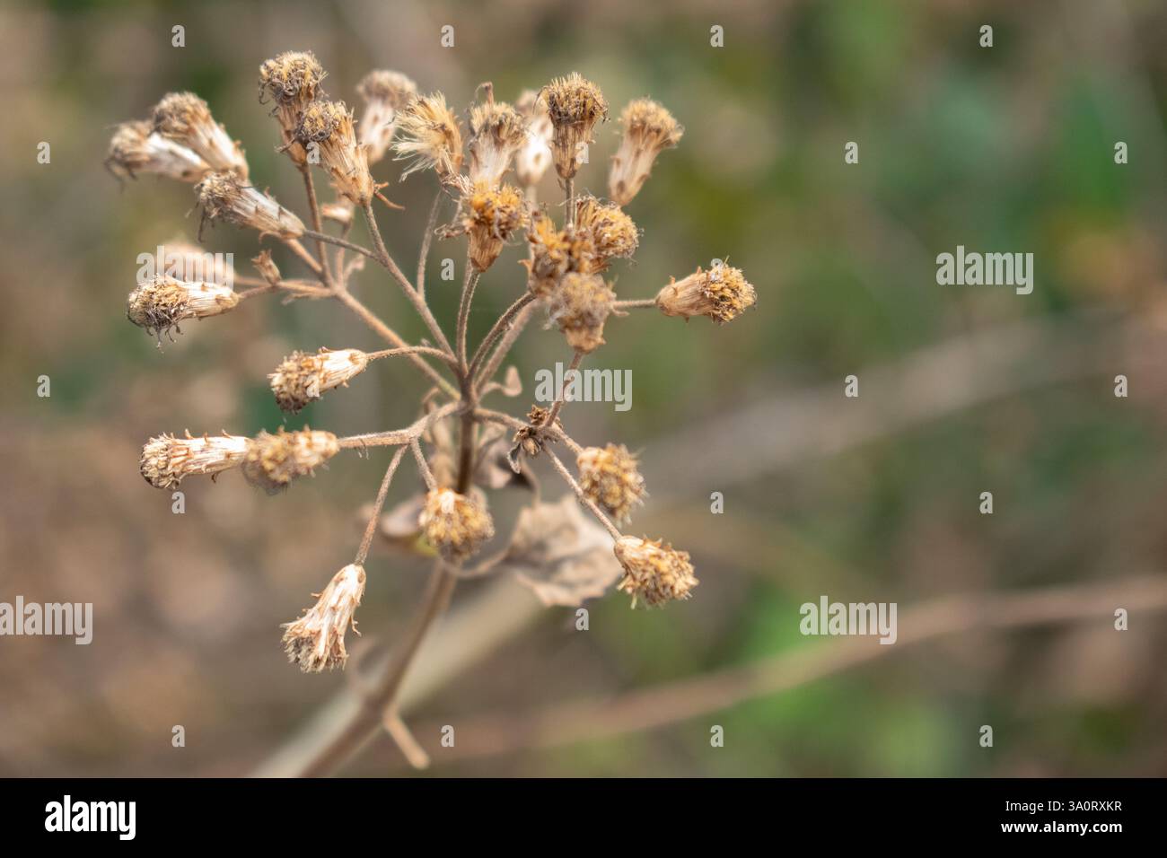 Eine Nahaufnahme einer getrockneten Wildblume, deren einst blühende Blüten nun verwelkten. Die komplizierten Details der brüchigen Blüten und Stiele spiegeln die ruhige Schönheit wider Stockfoto