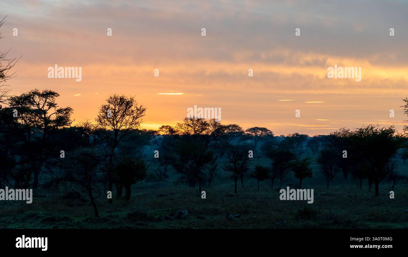 Ein atemberaubender Sonnenuntergang mit leuchtenden Farben über einer üppigen Landschaft mit Silhouettenbäumen Stockfoto