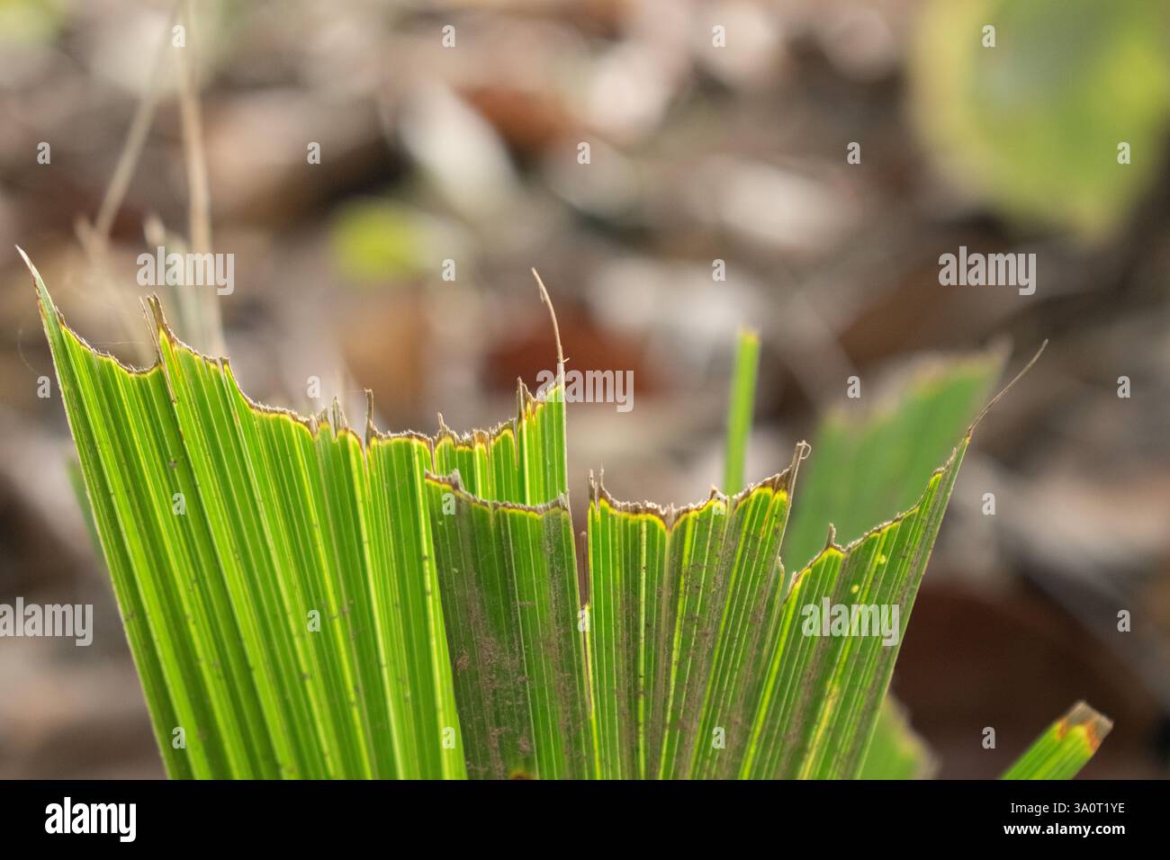 Das Foto zeigt eine Nahaufnahme eines grünen Palmblattes mit zerklüfteten, ausgefransten Kanten, die wahrscheinlich durch Zeit, Wetter oder Insekten geformt sind. Stockfoto